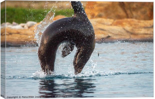 Californian Sealion in mid-air leap Canvas Print by Fiona Etkin