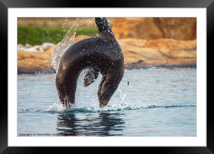Californian Sealion in mid-air leap Framed Mounted Print by Fiona Etkin