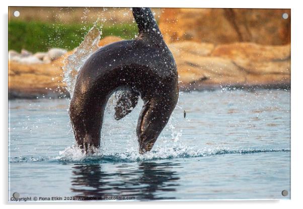 Californian Sealion in mid-air leap Acrylic by Fiona Etkin
