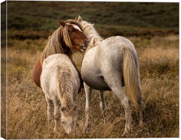 Intimate moment as horses nuzzle Shropshire Canvas Print by Phil Crean