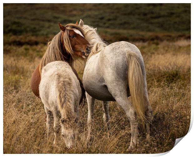 Intimate moment as horses nuzzle Shropshire Print by Phil Crean