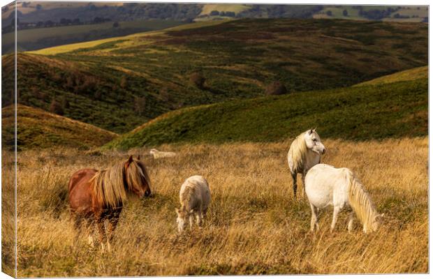 Wild horses grazing on the Long Mynd Shropshire Canvas Print by Phil Crean