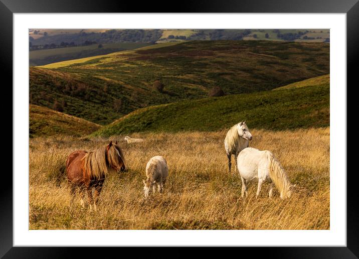 Wild horses grazing on the Long Mynd Shropshire Framed Mounted Print by Phil Crean