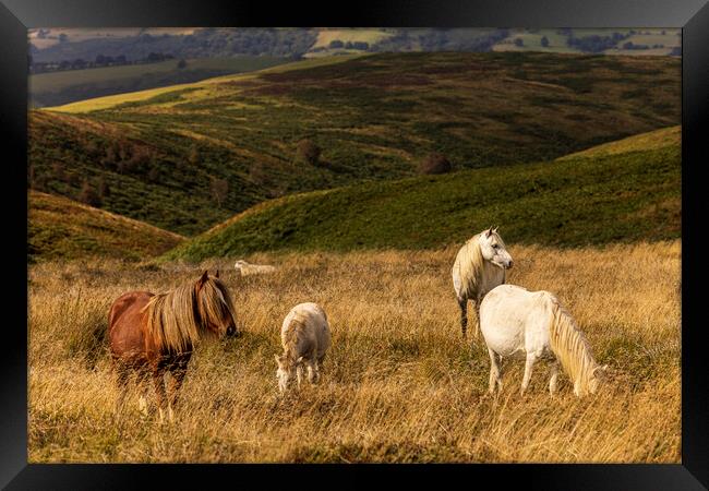 Wild horses grazing on the Long Mynd Shropshire Framed Print by Phil Crean