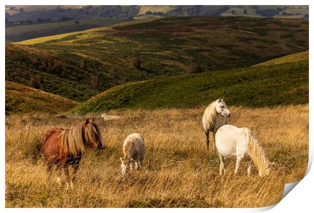 Wild horses grazing on the Long Mynd Shropshire Print by Phil Crean
