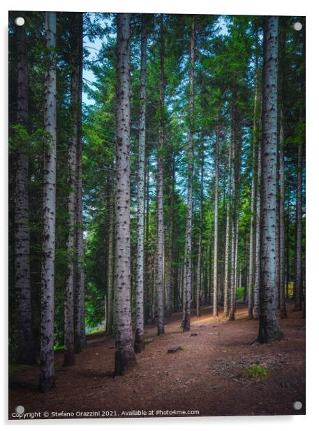 Path inside a silver fir forest in Orecchiella park. Garfagnana, Acrylic by Stefano Orazzini