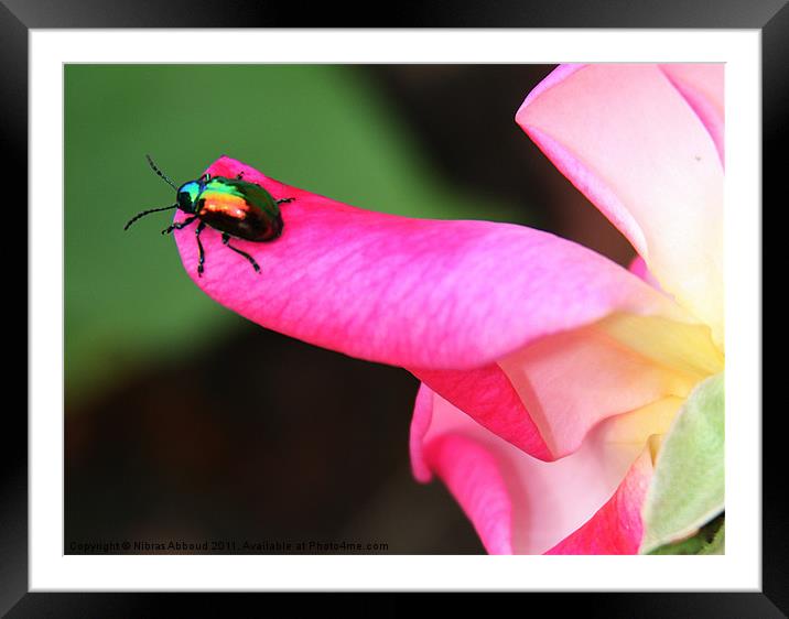 The Beetle Framed Mounted Print by Nibras Abboud