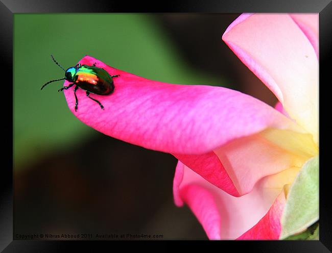 The Beetle Framed Print by Nibras Abboud