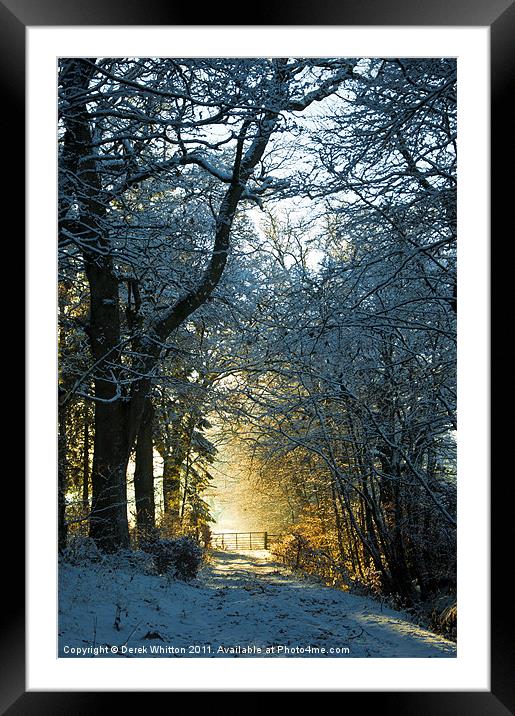 Winter Woodland Framed Mounted Print by Derek Whitton