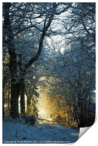 Winter Woodland Print by Derek Whitton