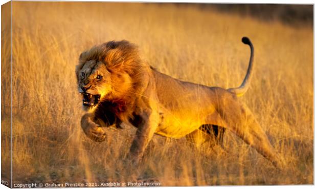 Aggressive Young Lion Canvas Print by Graham Prentice