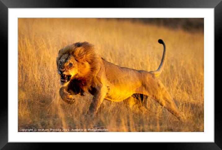 Aggressive Young Lion Framed Mounted Print by Graham Prentice