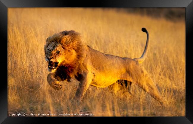 Aggressive Young Lion Framed Print by Graham Prentice