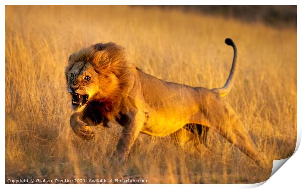 Aggressive Young Lion Print by Graham Prentice