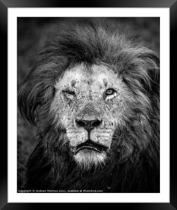 One Eyed Lion Framed Mounted Print by Graham Prentice