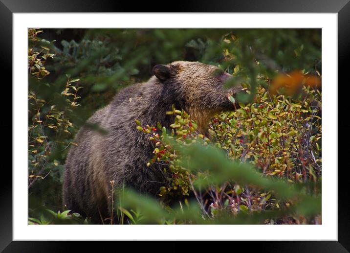 Grizzly Bear Framed Mounted Print by Amy Rogers