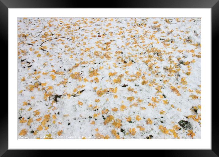 Autumn Leaves on Snow Framed Mounted Print by David Morton