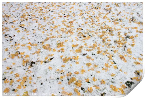 Autumn Leaves on Snow Print by David Morton