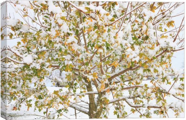 Tree with Autumn Leaves and Fresh Snow Canvas Print by David Morton