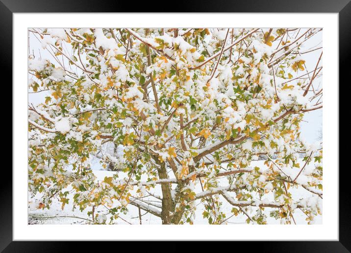 Tree with Autumn Leaves and Fresh Snow Framed Mounted Print by David Morton