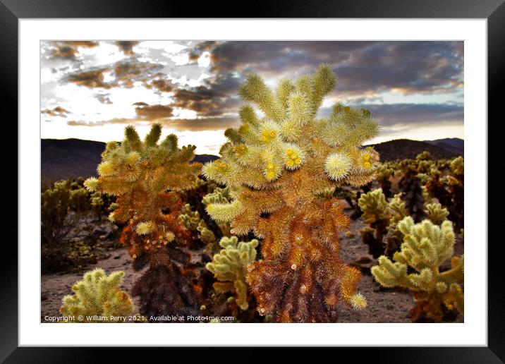 Cholla Cactus Garden Mojave Desert Joshua Tree National Park Cal Framed Mounted Print by William Perry