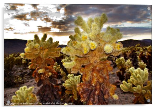 Cholla Cactus Garden Mojave Desert Joshua Tree National Park Cal Acrylic by William Perry