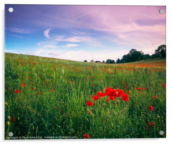 Poppy field Acrylic by Chris Rose