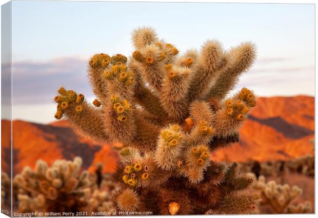 Cholla Cactus Garden Mojave Desert Joshua Tree National Park Cal Canvas Print by William Perry