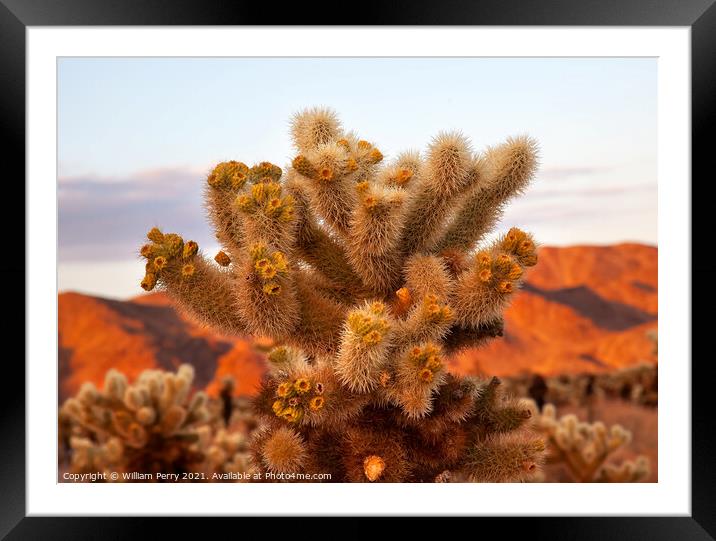 Cholla Cactus Garden Mojave Desert Joshua Tree National Park Cal Framed Mounted Print by William Perry