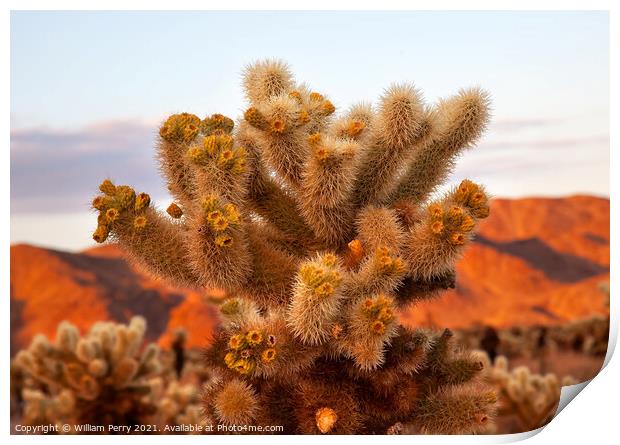 Cholla Cactus Garden Mojave Desert Joshua Tree National Park Cal Print by William Perry