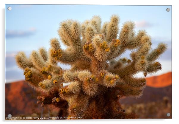 Cholla Cactus Garden Mojave Desert Joshua Tree National Park Cal Acrylic by William Perry