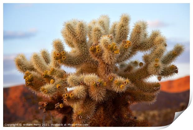 Cholla Cactus Garden Mojave Desert Joshua Tree National Park Cal Print by William Perry