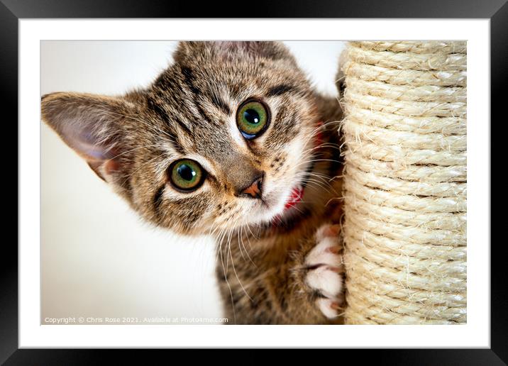 Cute little kitten Framed Mounted Print by Chris Rose