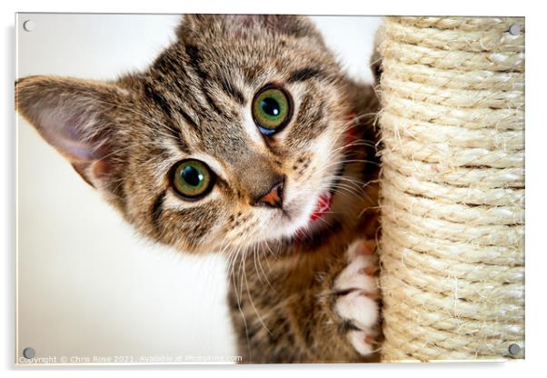 Cute little kitten Acrylic by Chris Rose