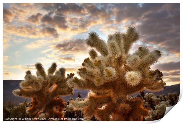 Cholla Cactus Garden Sunset Mojave Desert Joshua Tree National P Print by William Perry