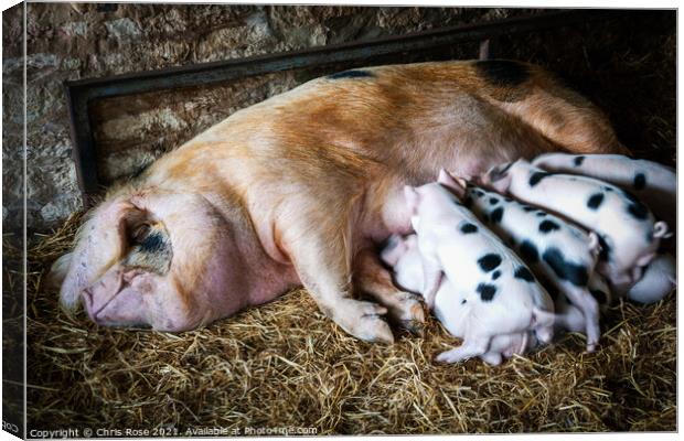 Gloucester Old Spot sow and her litter Canvas Print by Chris Rose