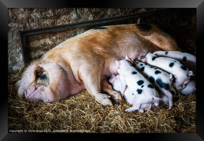 Gloucester Old Spot sow and her litter Framed Print by Chris Rose