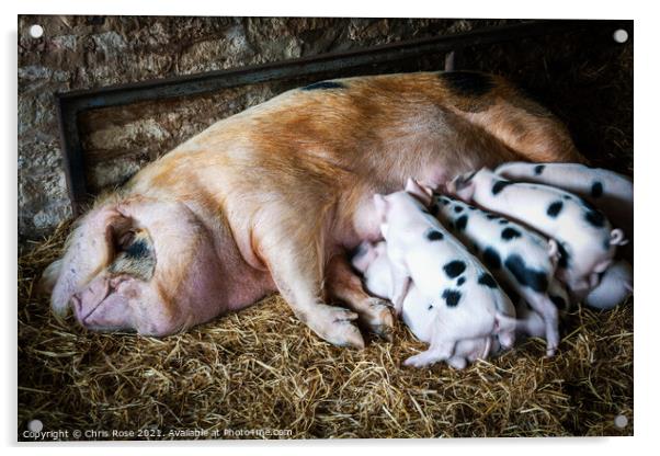 Gloucester Old Spot sow and her litter Acrylic by Chris Rose