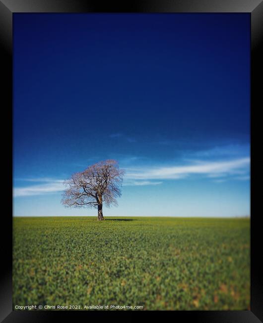 One tree on the horizon Framed Print by Chris Rose