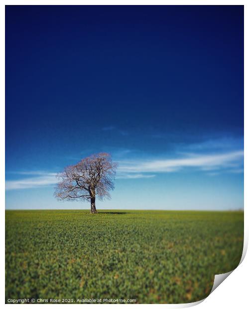 One tree on the horizon Print by Chris Rose