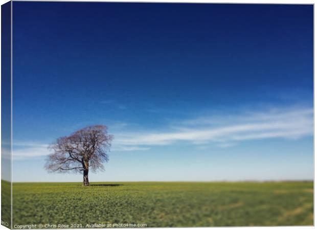 One tree on the horizon Canvas Print by Chris Rose