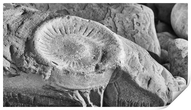 Ammonite Print by Mark Godden