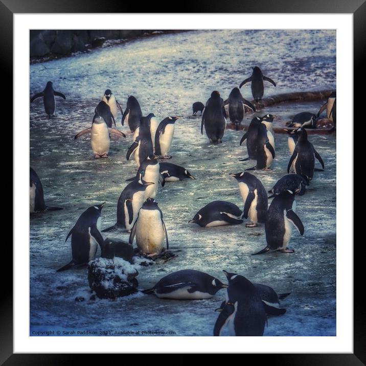 Penguins In the Snow Framed Mounted Print by Sarah Paddison