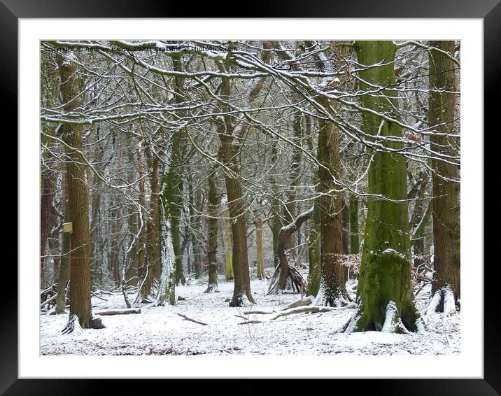 Winter woodland snowy scene. Framed Mounted Print by Andrew Heaps