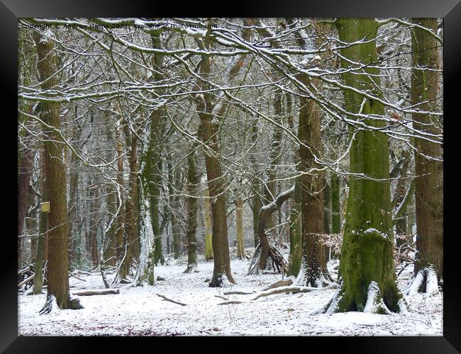 Winter woodland snowy scene. Framed Print by Andrew Heaps