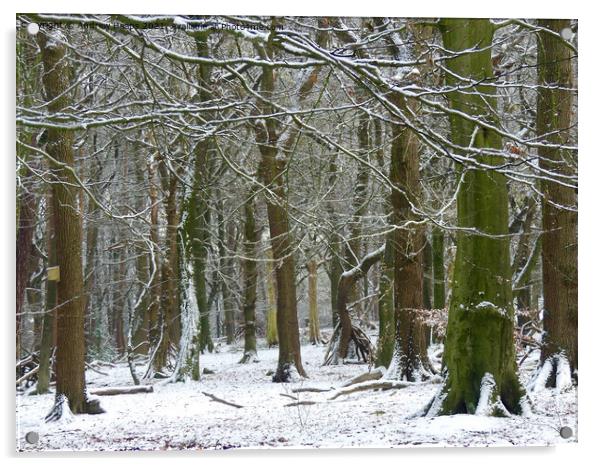 Winter woodland snowy scene. Acrylic by Andrew Heaps