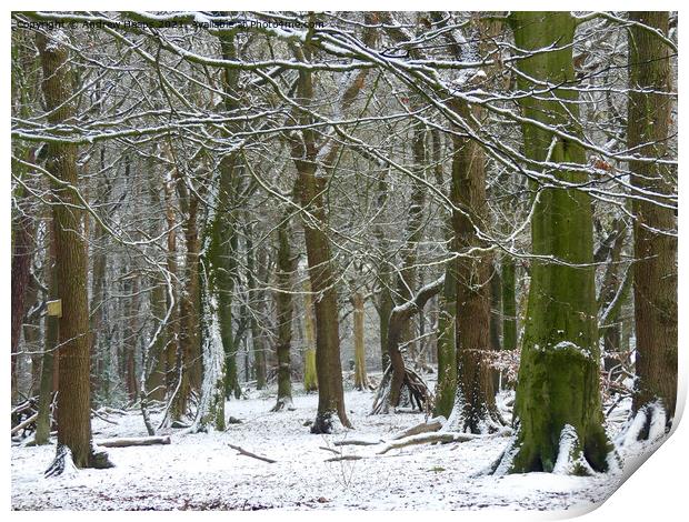 Winter woodland snowy scene. Print by Andrew Heaps