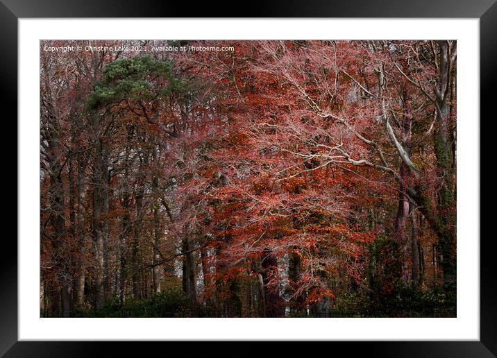 Natures Paintbox Framed Mounted Print by Christine Lake