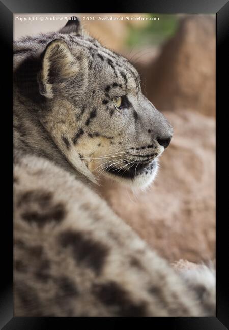 A close up of a Snow Leopard Framed Print by Andrew Bartlett