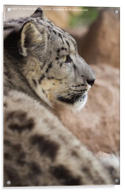 A close up of a Snow Leopard Acrylic by Andrew Bartlett